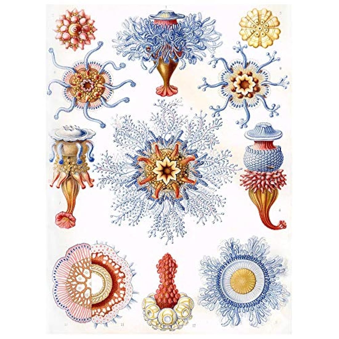 Póster decorativo 30 x 40 cm