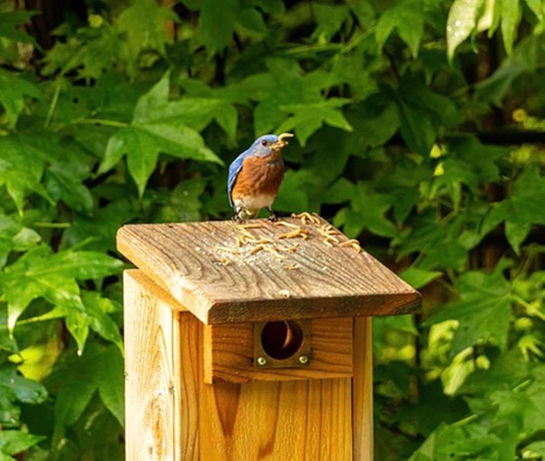 Comida para pájaros 11 libras de gusanos de harina secos