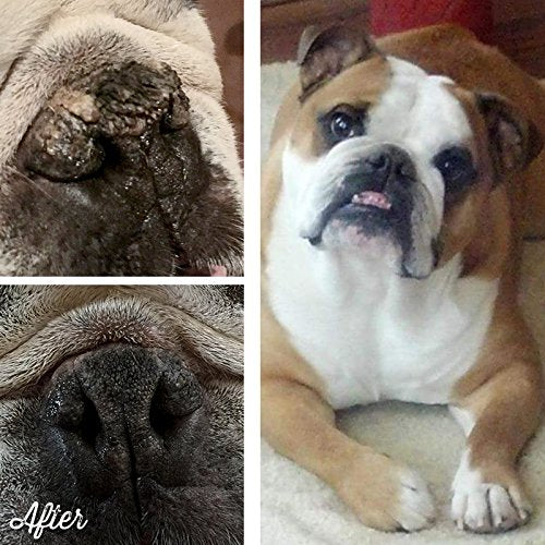 Remedio totalmente natural para narices para perro