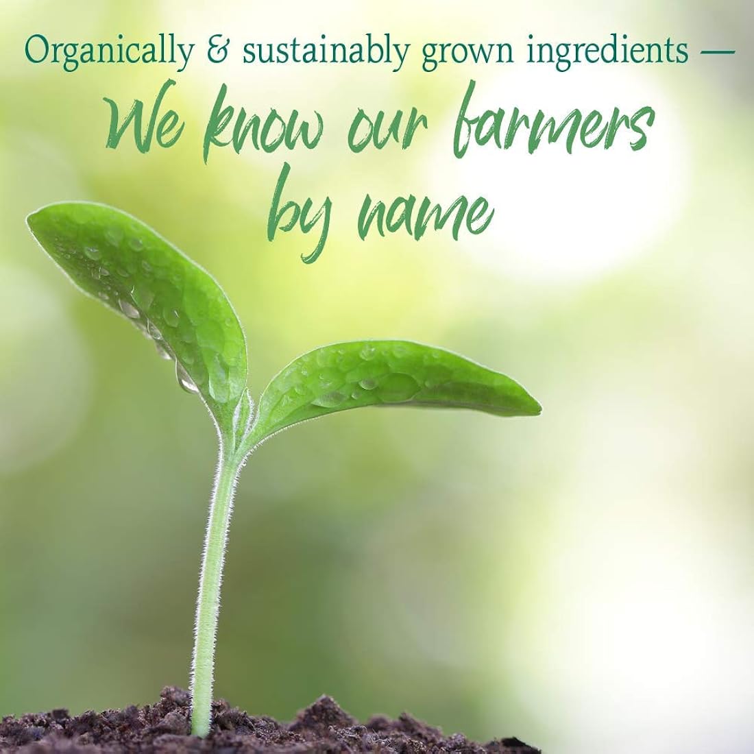 Suplementos Polvo orgánico crudo para alimentos verdes