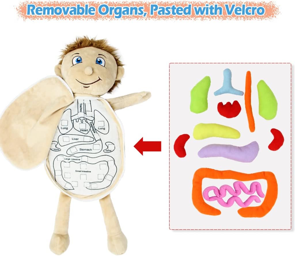 Modelo KAKIBLIN: Juguete anatómico de cuerpo humano para niños