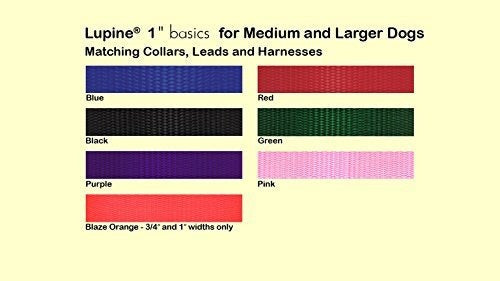 Correa de collar de contención negra de 1 pulgada de lupino