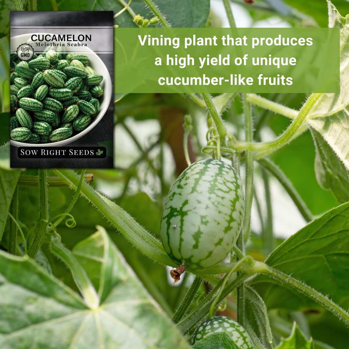 Semillas de Cucamelon - Sow Right Seeds, No GMO, Heirloom
