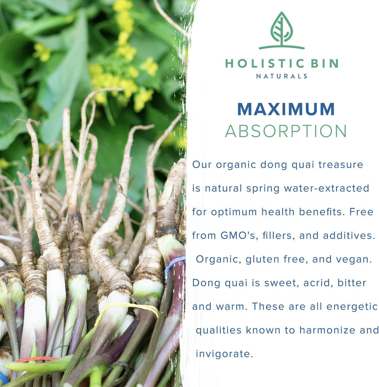 Suplemento Extracto en polvo de raíz de Dong Quai