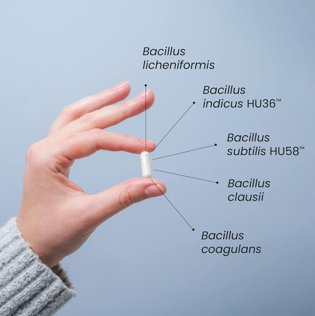 Suplementos Probiótico de esporas para apoyar la salud