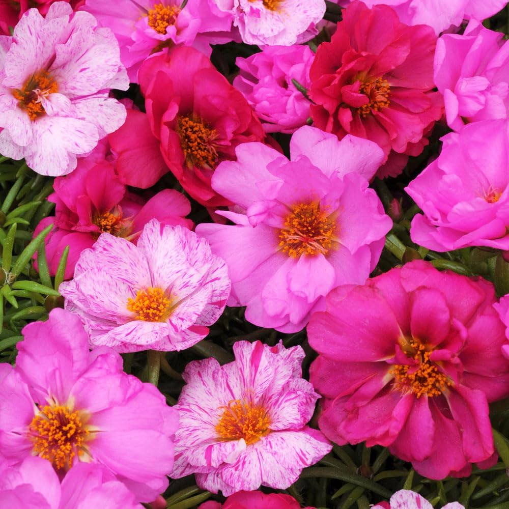 Semillas de Portulaca Doble para Jardín - 10000+ Semillas