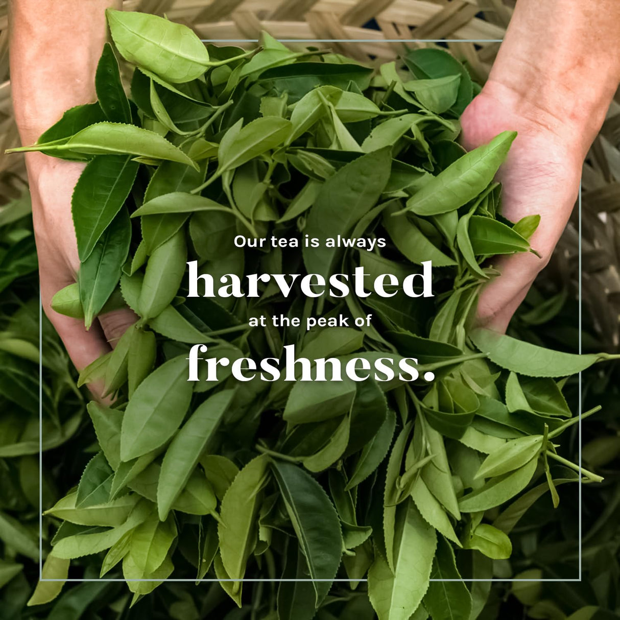 Té Verde Orgánico Bienestar Diario Cafeína Media