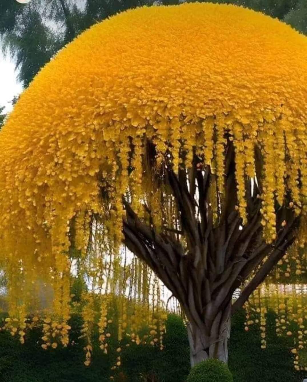 Semillas de Árbol Lluvia de Oro 10 Semillas Flores Colgantes