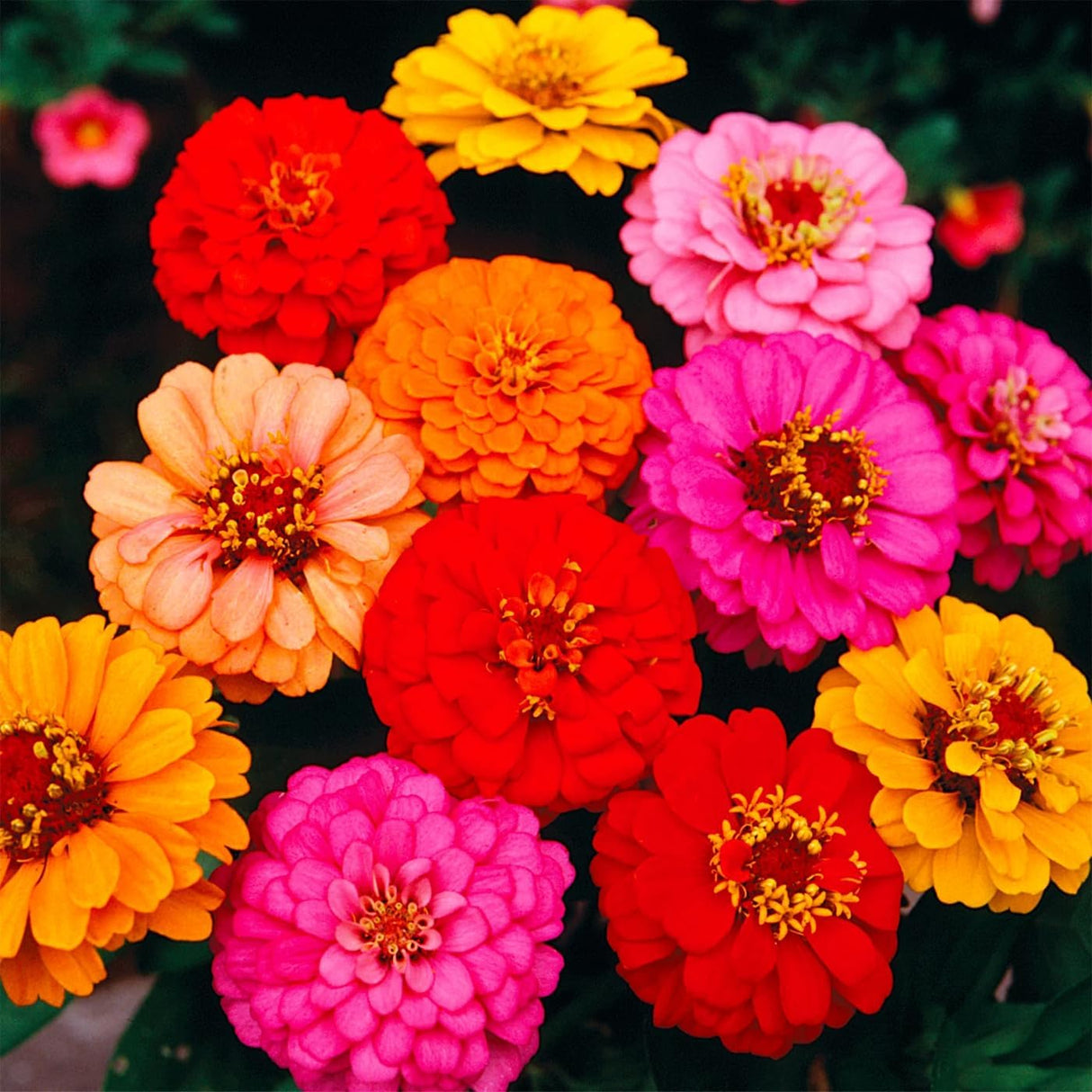 Semillas de Zinnia Elegans Heirloom - Mezcla Abundante 1000+