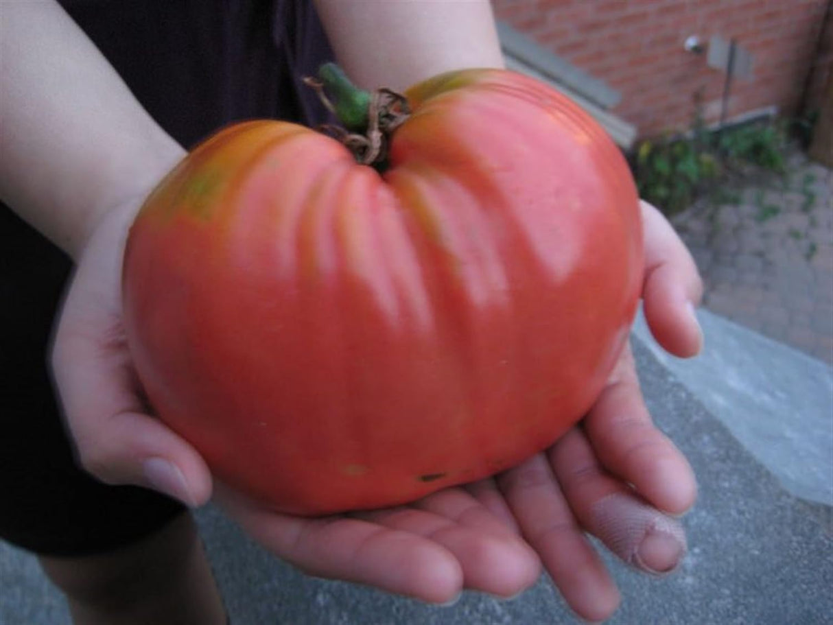 Tomate Beefsteak Giant Hercules Ruso Semillas No GMO 40 Unidades
