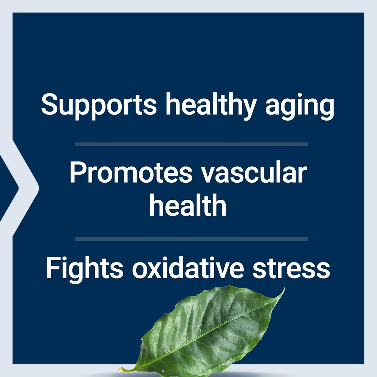 Suplemento Pycnogenol, Life Extension, Salud Vascular, 60 Cápsulas