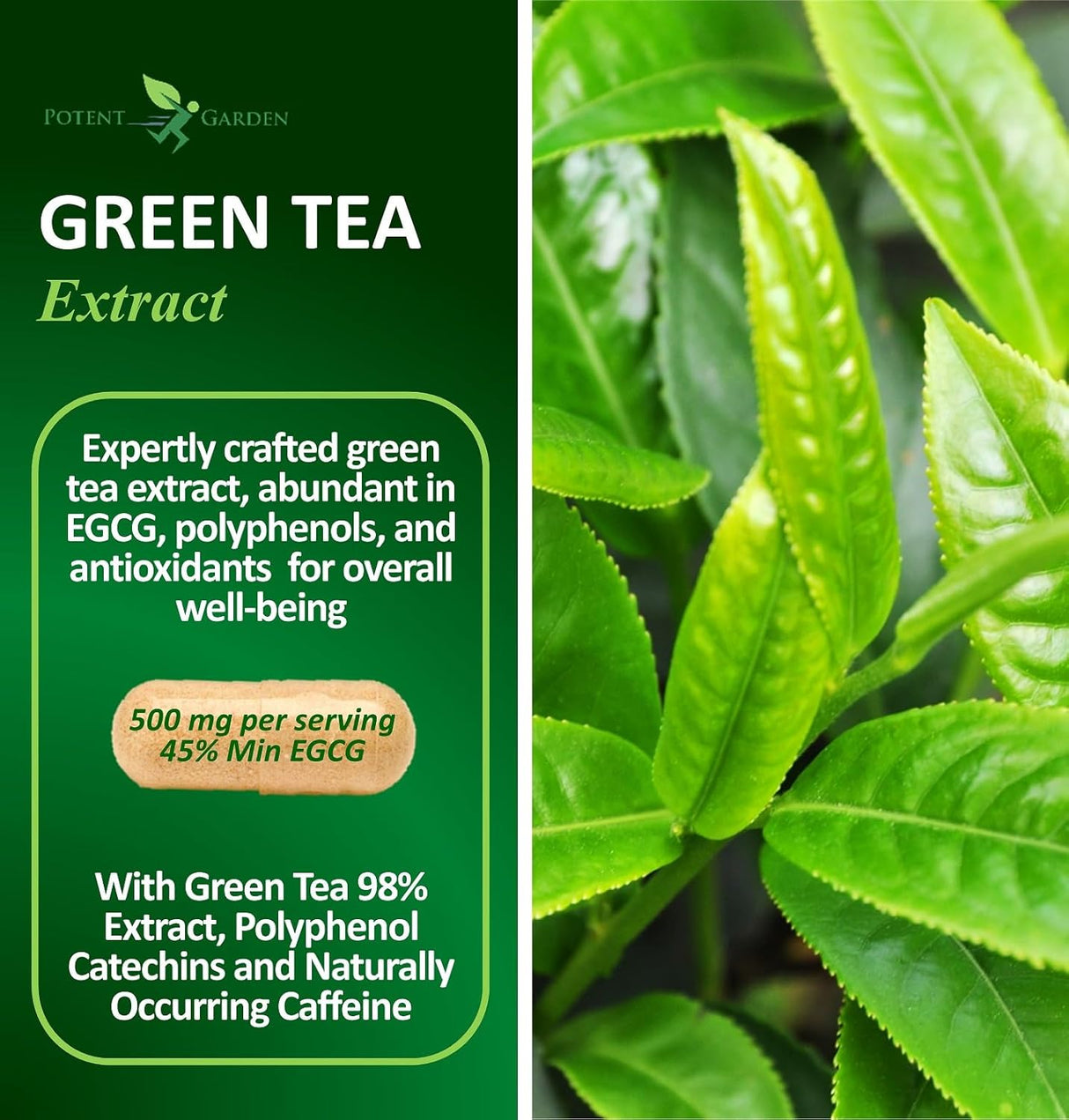 Extracto de Té Verde Potente con EGCG, Energía y Defensa Natural