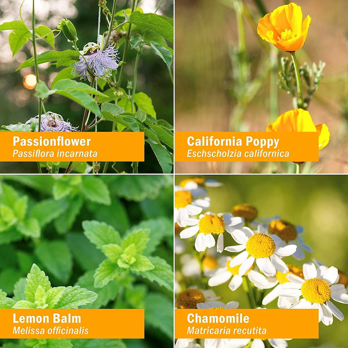 Fórmula herbaria líquida para dormir rápido Herb Pharm