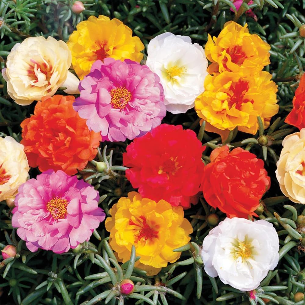 Semillas de Portulaca Doble para Jardín - 10000+ Semillas