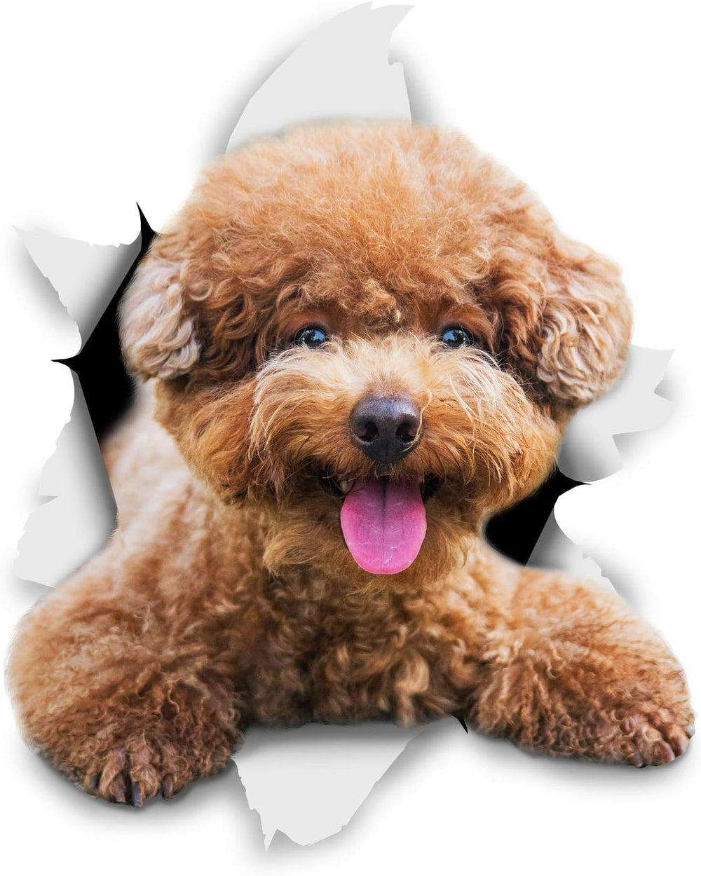 Stickers 3D para perro - Winston & Bear - Pack de 2 - Poodle