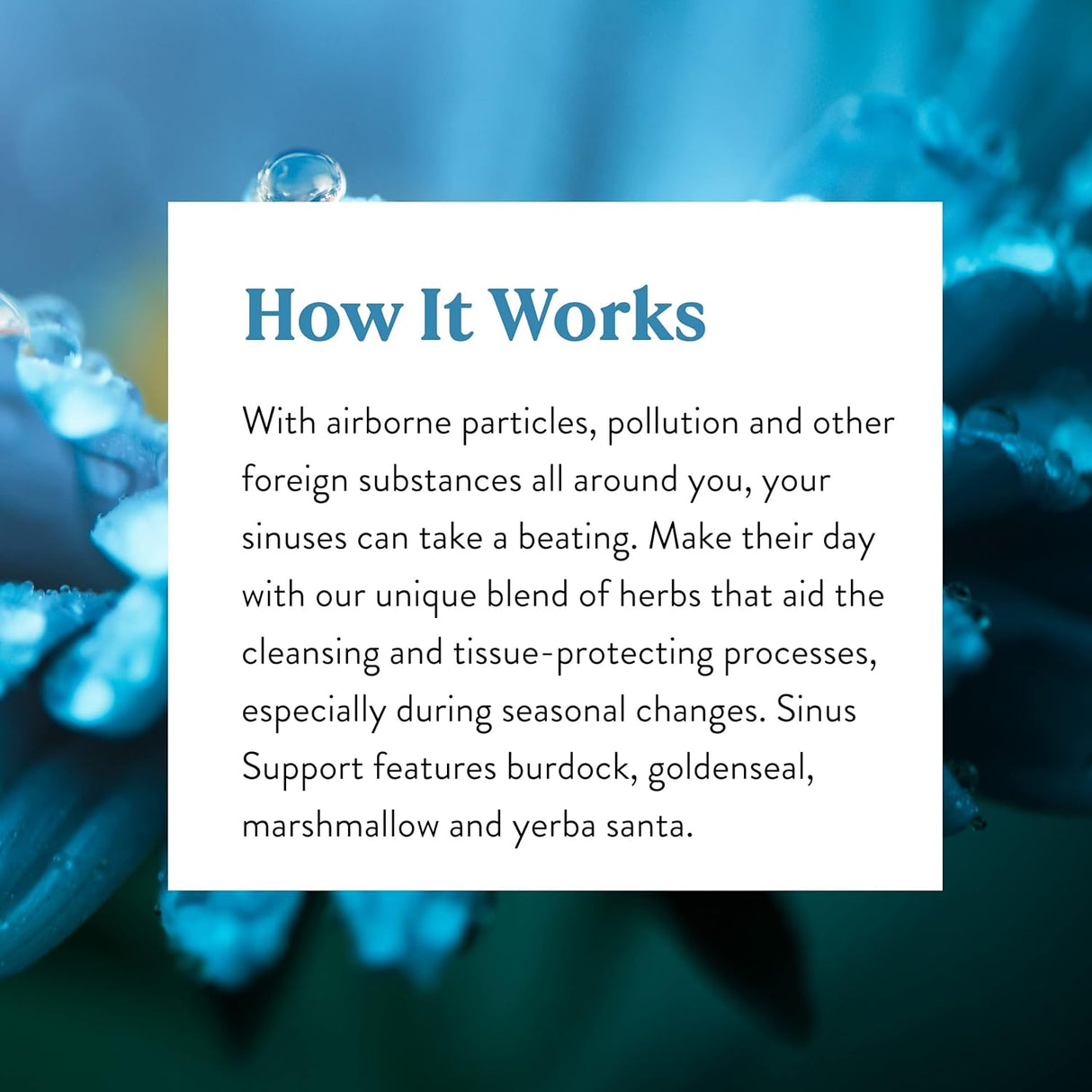 Soporte Sinusal EF, 100 Cápsulas