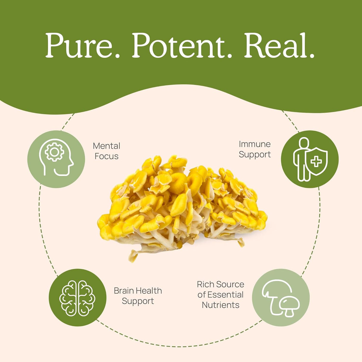 Extracto de Hongo Shiitake y Ostra con L-ergotioneína
