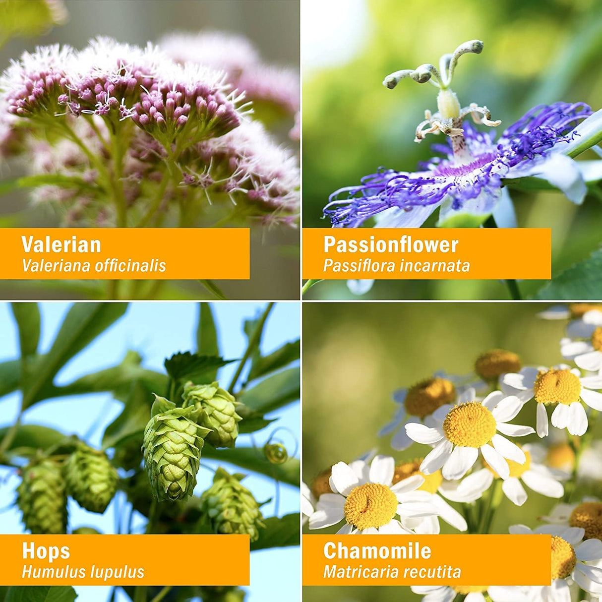 Suplemento Relaxing Sleep Fórmula herbaria valeriana 4 oz