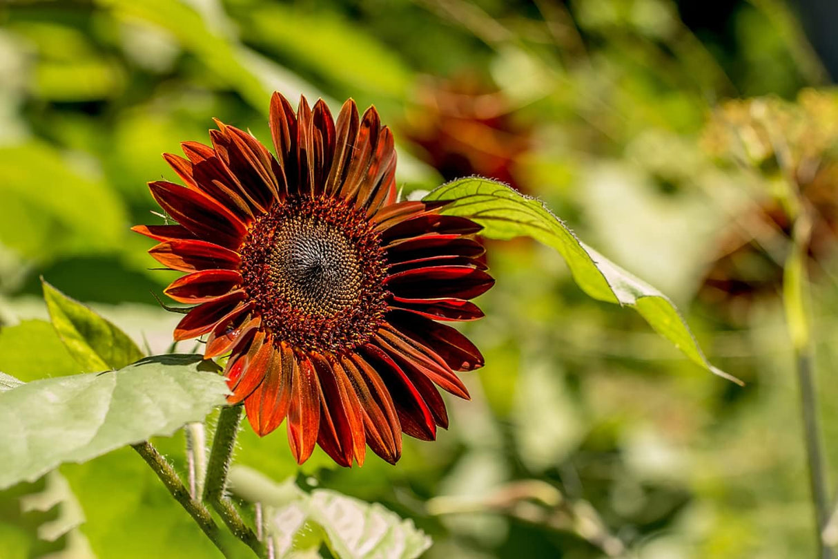 Semillas de Girasol Heirloom Non-GMO, Mezcla 15 Variedades