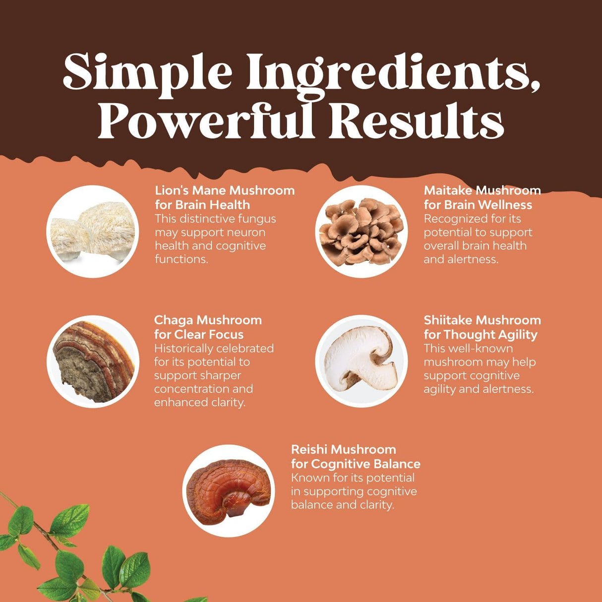 Suplemento nootrópico de hongos con melena de león y Reishi