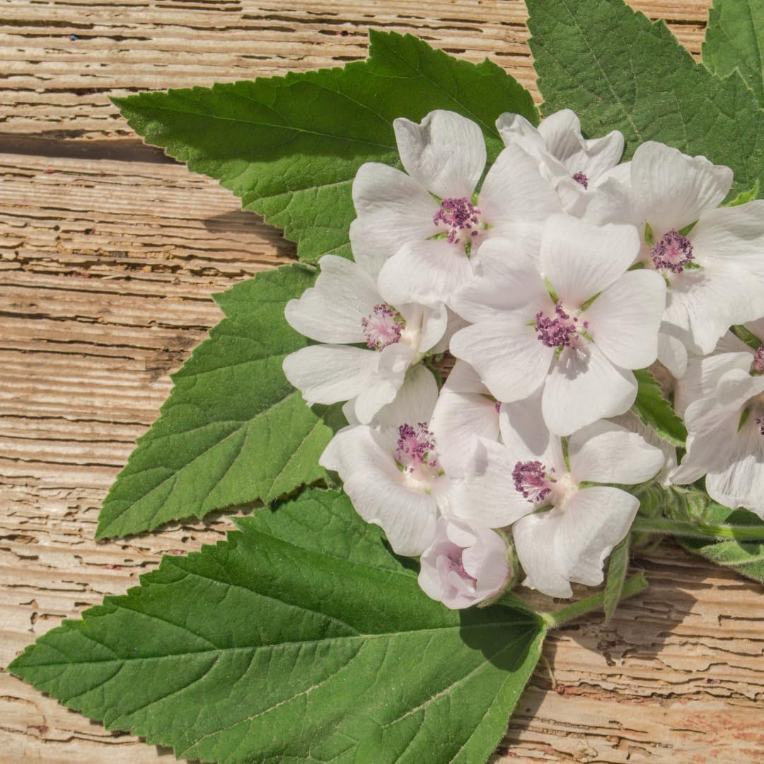 Suplemento PURE ORIGINAL Extracto de raíz de malvavisco 4oz