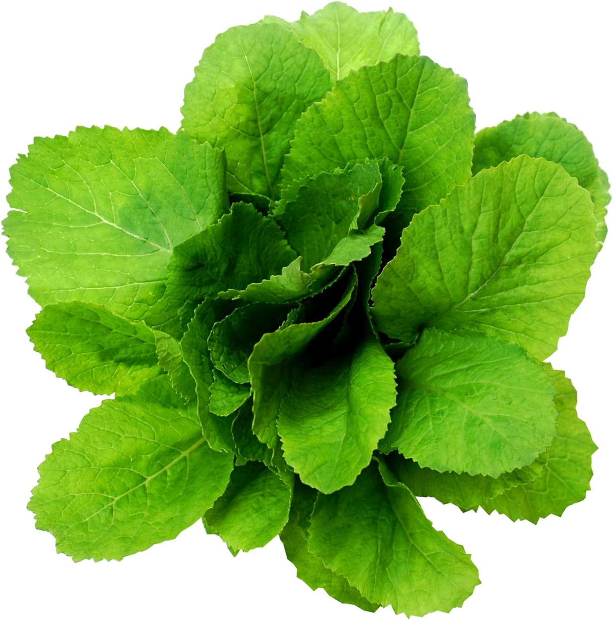 Semillas de Mostaza Florida, Heirloom, No GMO, Brassica Juncea