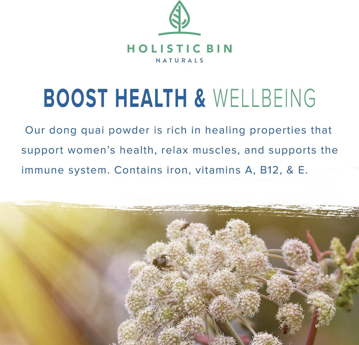 Suplemento Extracto en polvo de raíz de Dong Quai