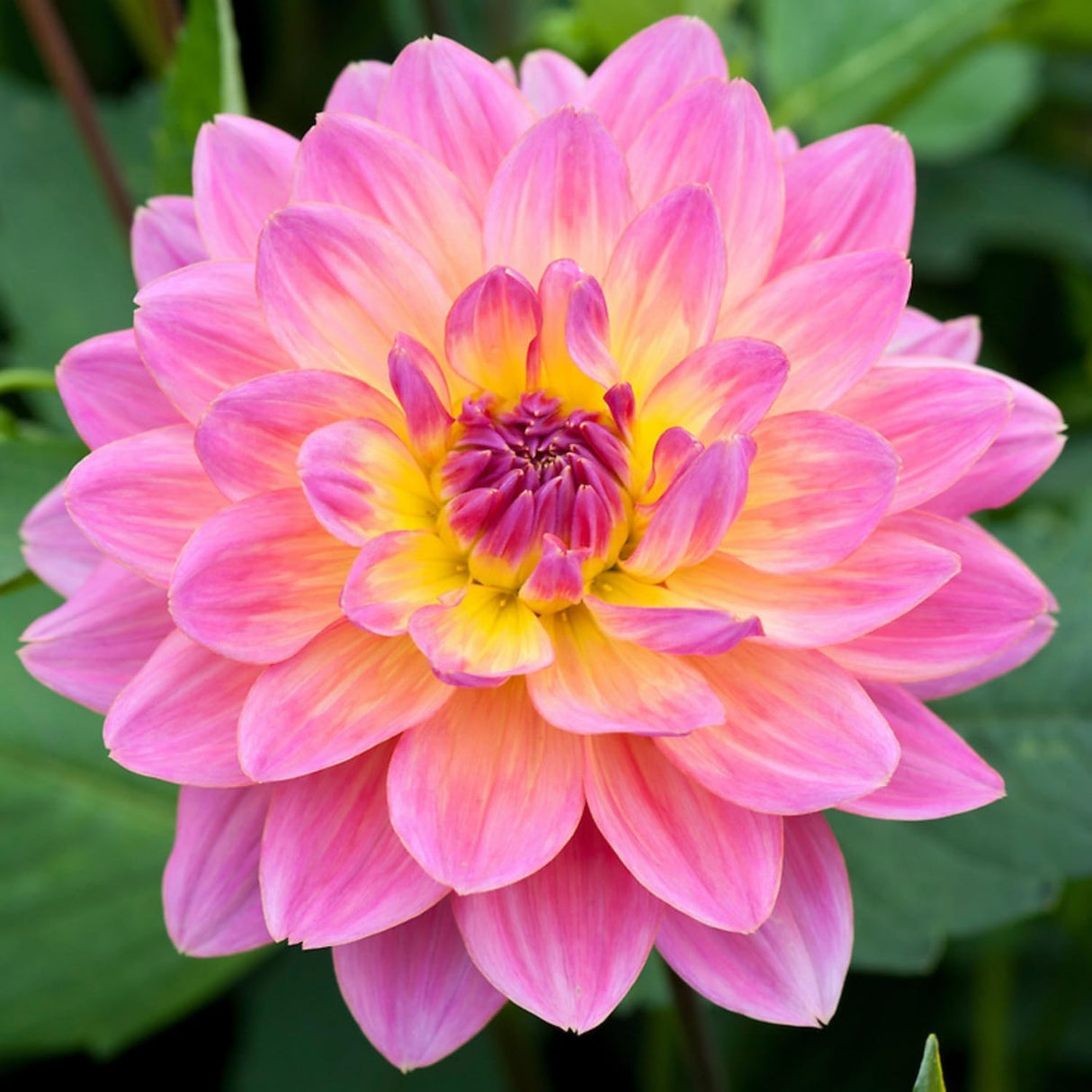 300+ Semillas de Dalia Pompon - Raras y Anuales