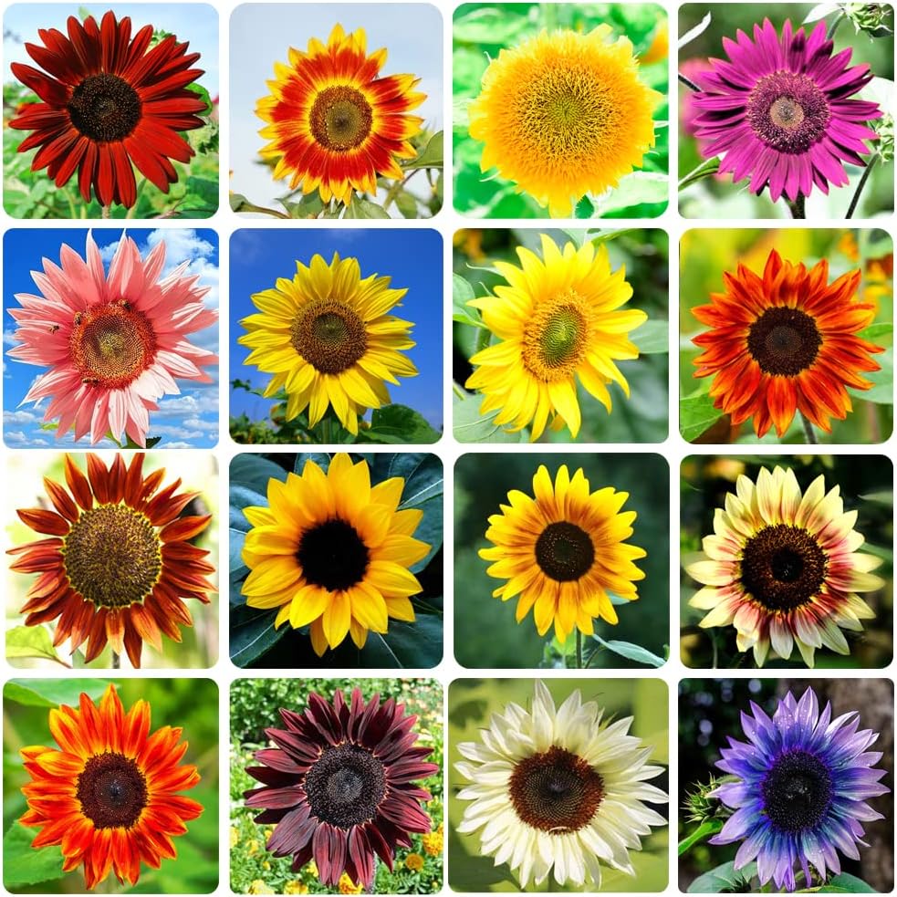 Semillas de Girasol Heirloom Non-GMO, Mezcla 15 Variedades