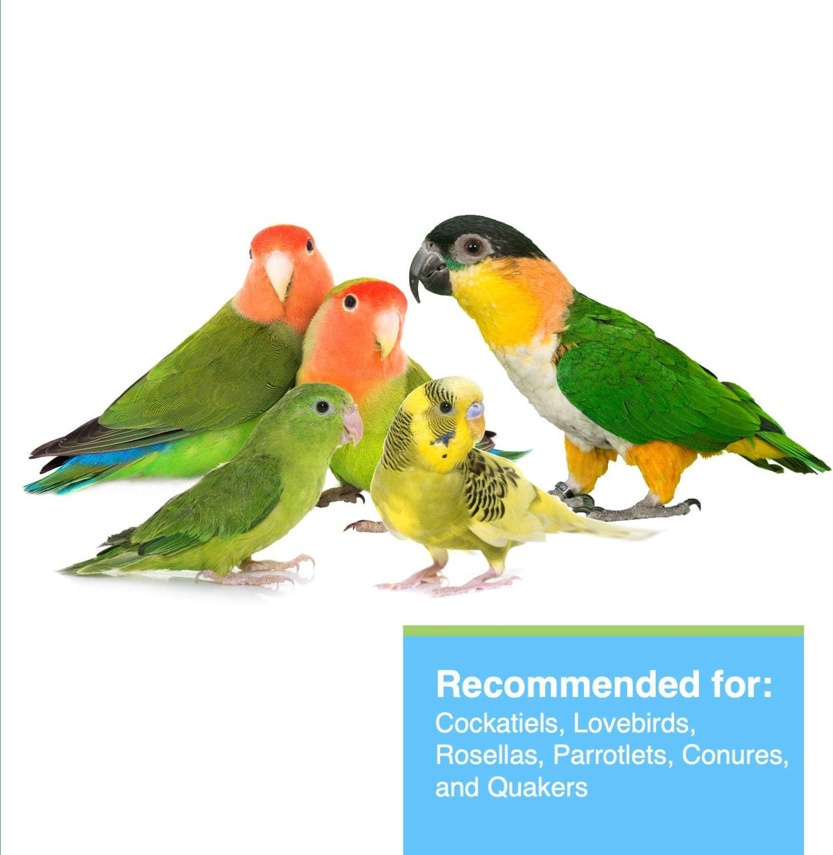 HARI Tropican Bird Food, alimento con cacahuetes 1.8 libras