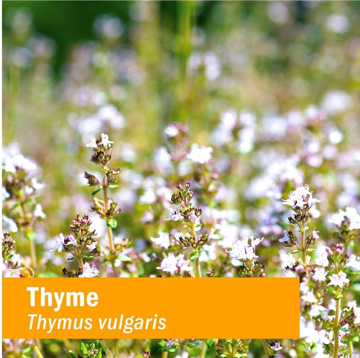 Suplementos Alimenticios Extracto de Tomillo orgánico