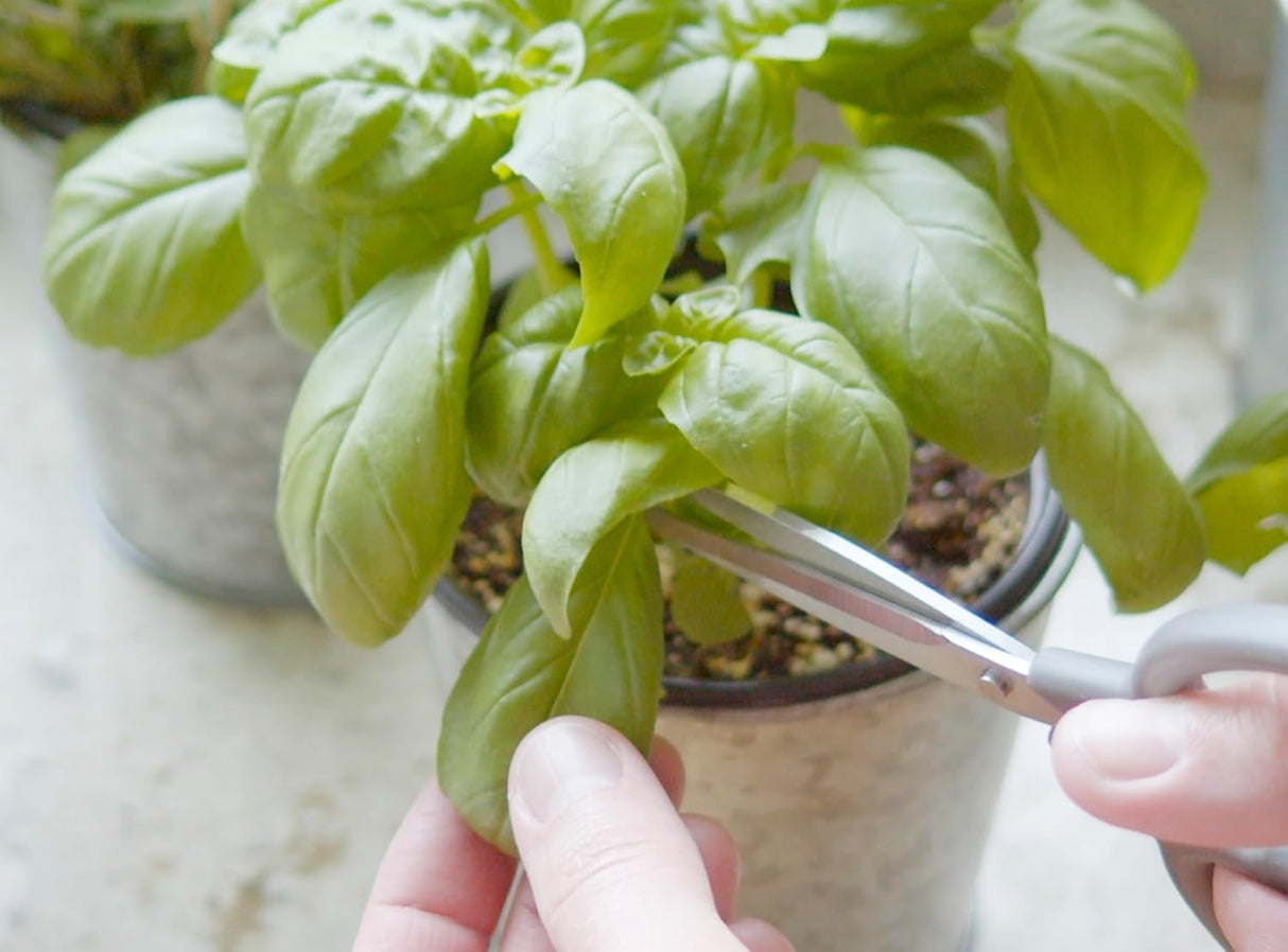 Semillas de Hierbas Orgánicas Sereniseed - 10 Paquete, No GMO