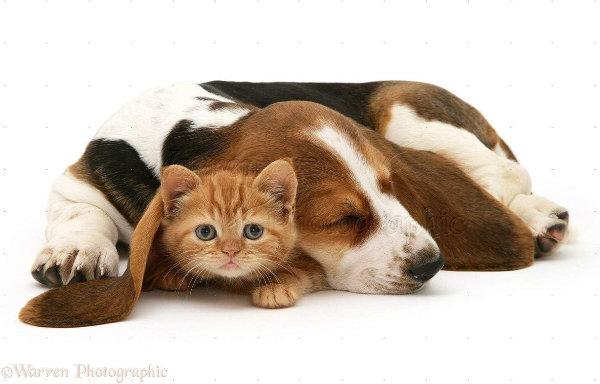 relajantes para gatos masticable I LOVE MY PETS LLC