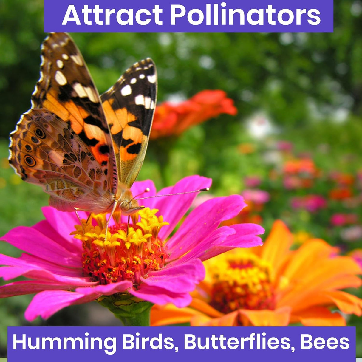 Semillas de Zinnia NatureZ, Pumila Mix, 4.2 g, al aire libre