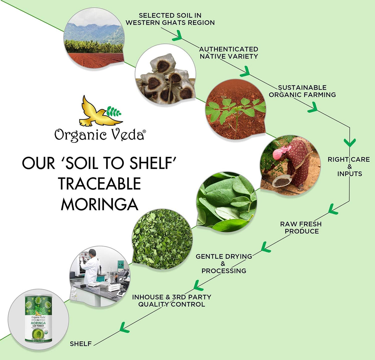 Cápsulas de Moringa Oleifera 1200 mg - Suplemento Energizante