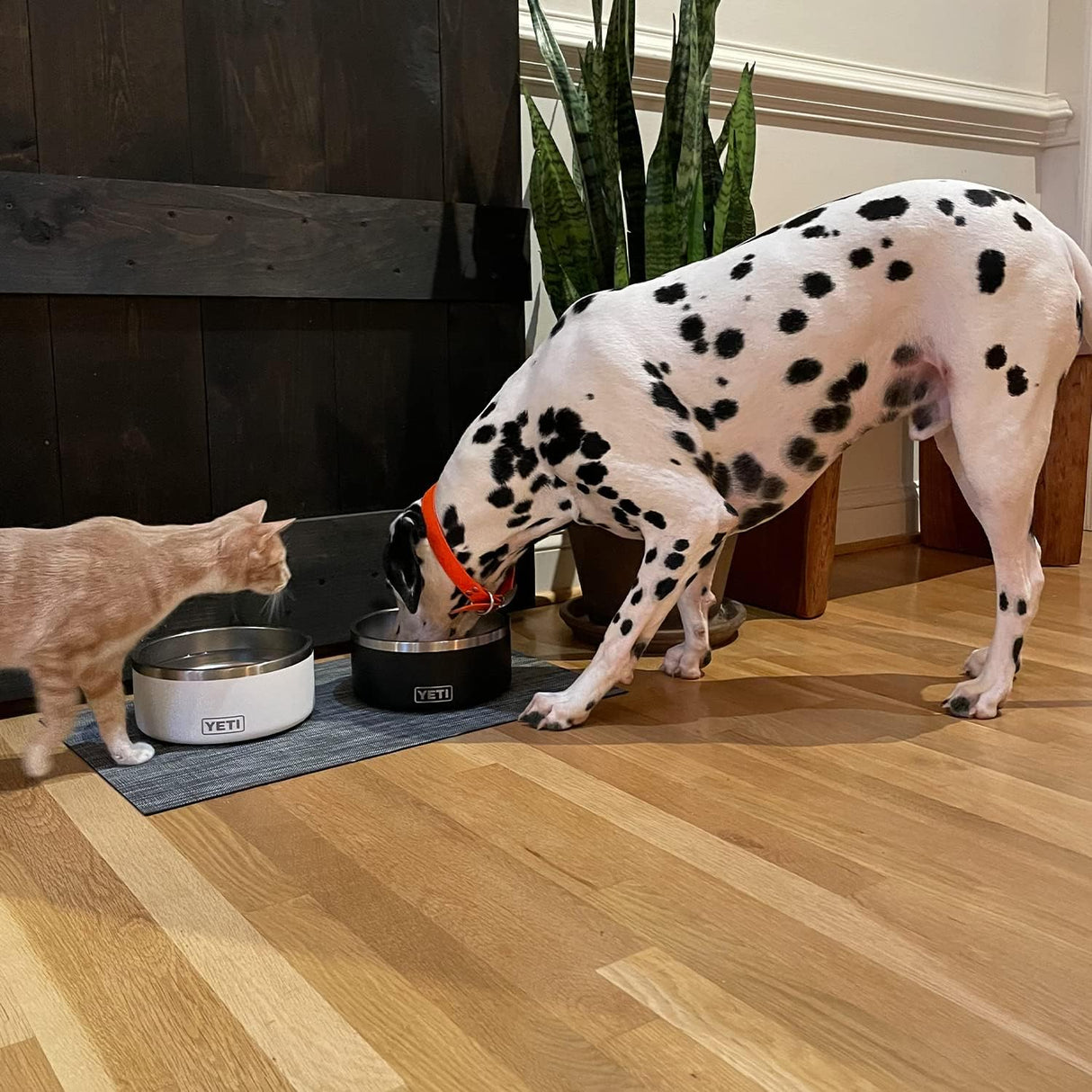 YETI Boomer 8 - Cuenco antideslizante de acero inoxidable para perros, capacidad para 64 onzas, color blanco