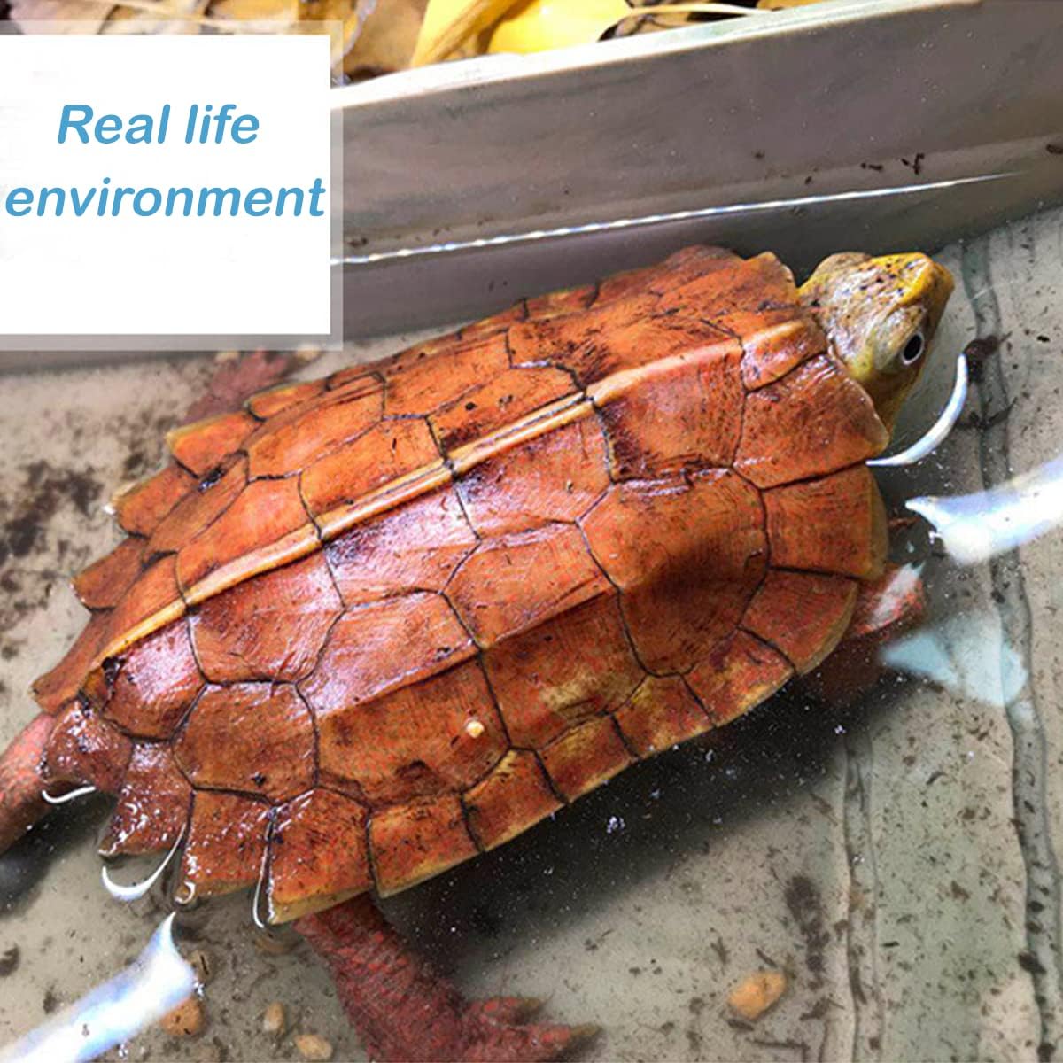 3 PCS Comedero para Tortugas y Plato de Agua, Reptiles