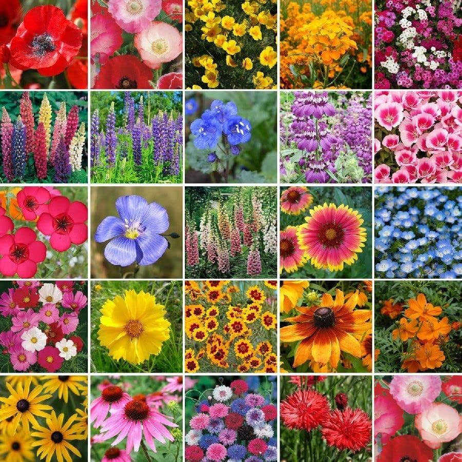Semillas de flores silvestres , 1/4 lb 120,000+ semillas