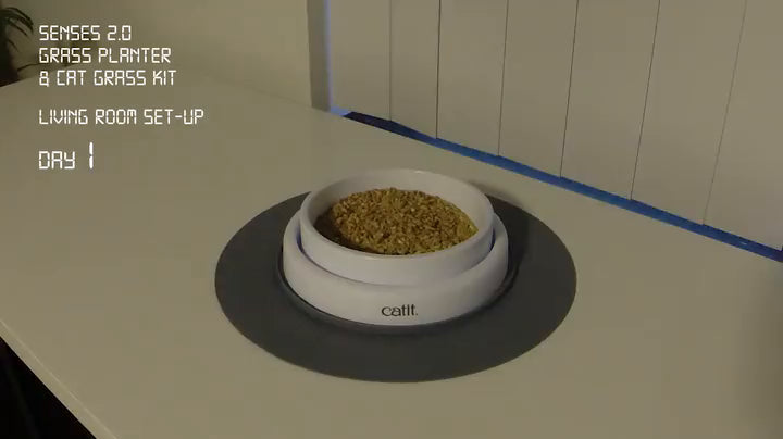 Juego de césped para gatos (3 unidades), Paquete de 10