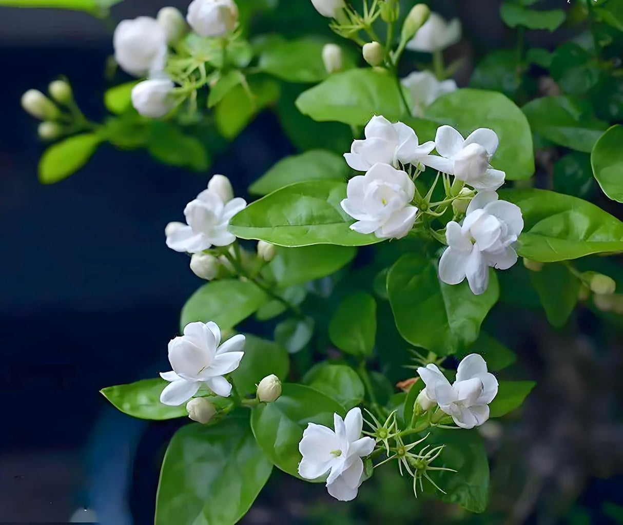 50 Semillas de Jazmín para Plantar - Flores Fragantes - Jardín