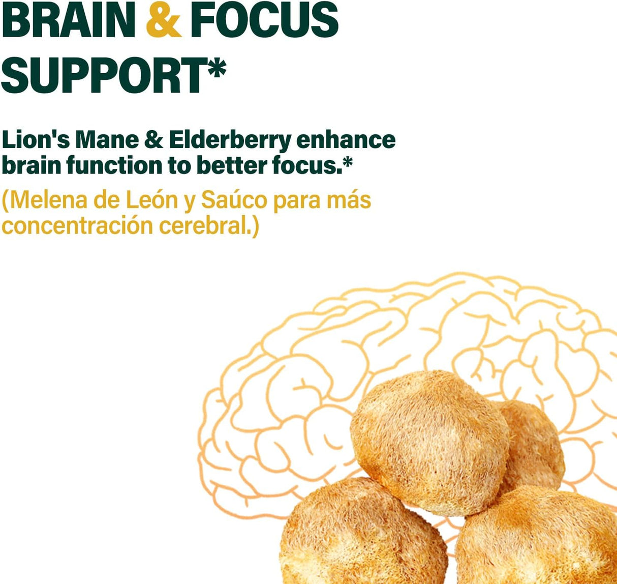 Suplemento melena de León, Equináce para Memoria e Inmunidad