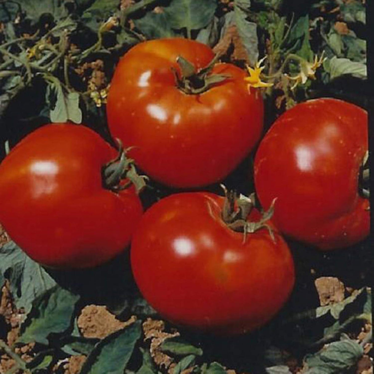 Semillas de tomate Abe Lincoln, Heirloom, 50+ semillas, 2023
