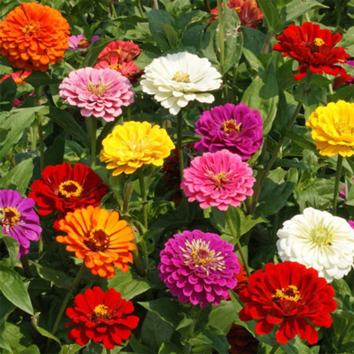 Semillas de Zinnia Elegans Heirloom - Mezcla Abundante 1000+