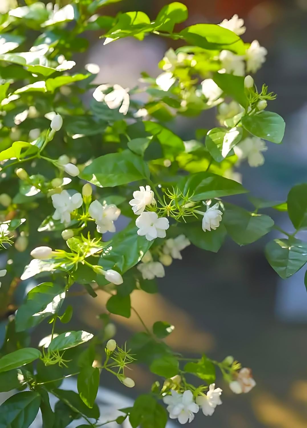 50 Semillas de Jazmín para Plantar - Flores Fragantes - Jardín