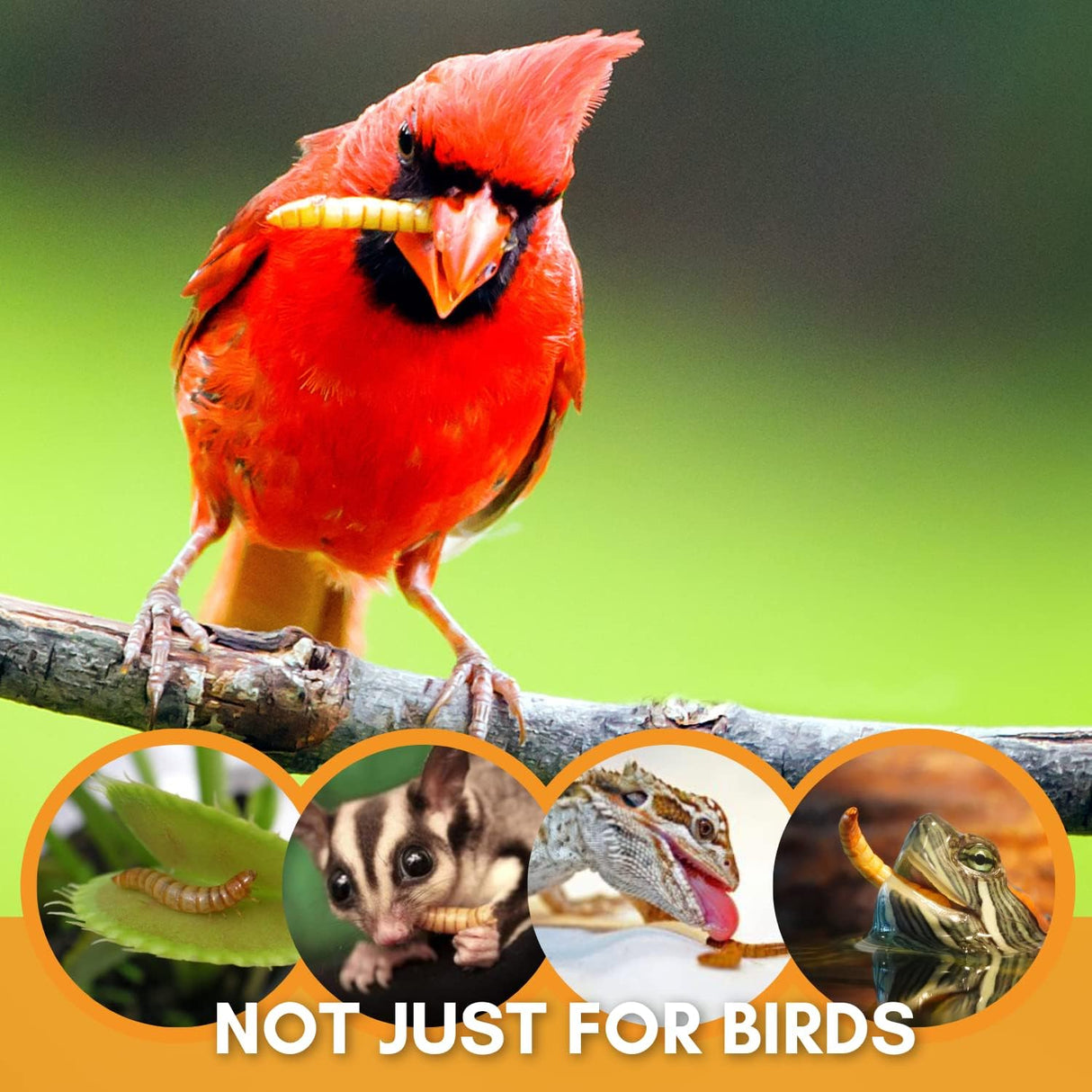 Alimentos para pájaros silvestres 7 onzas