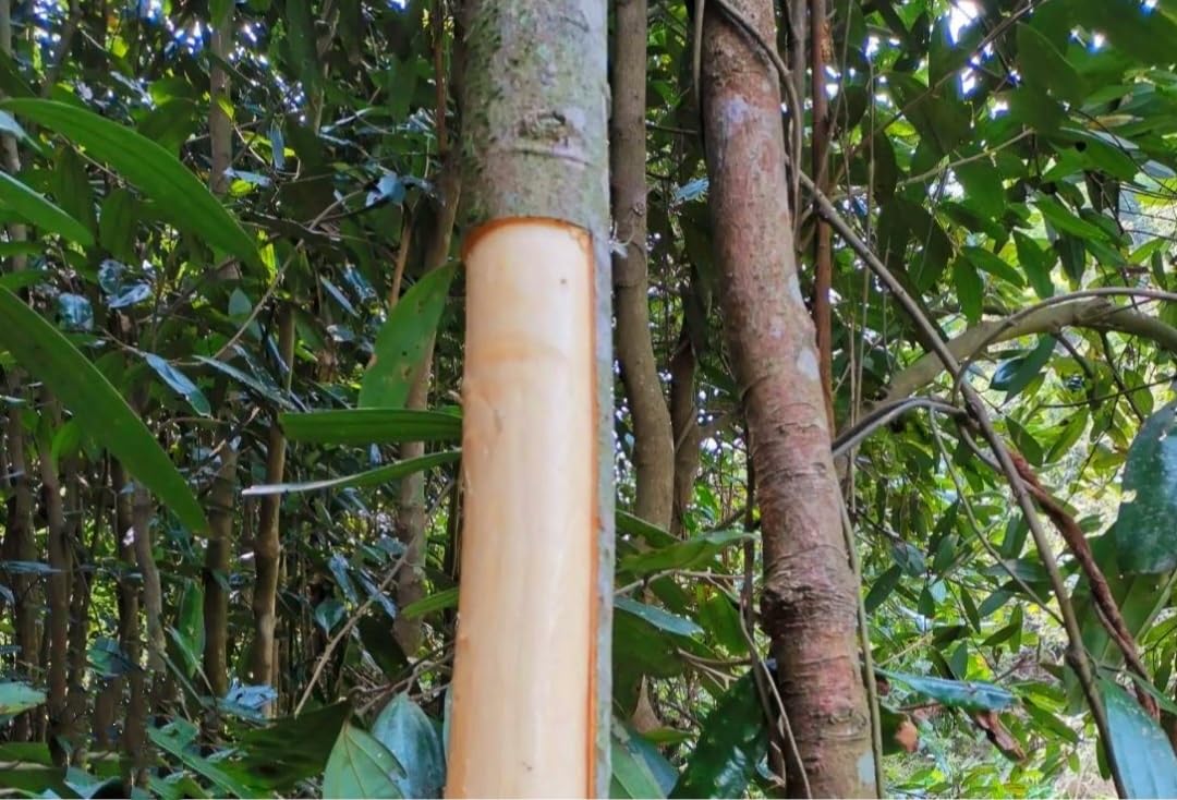 35 Semillas de Canela Cinnamomum verum - Rápido Crecimiento