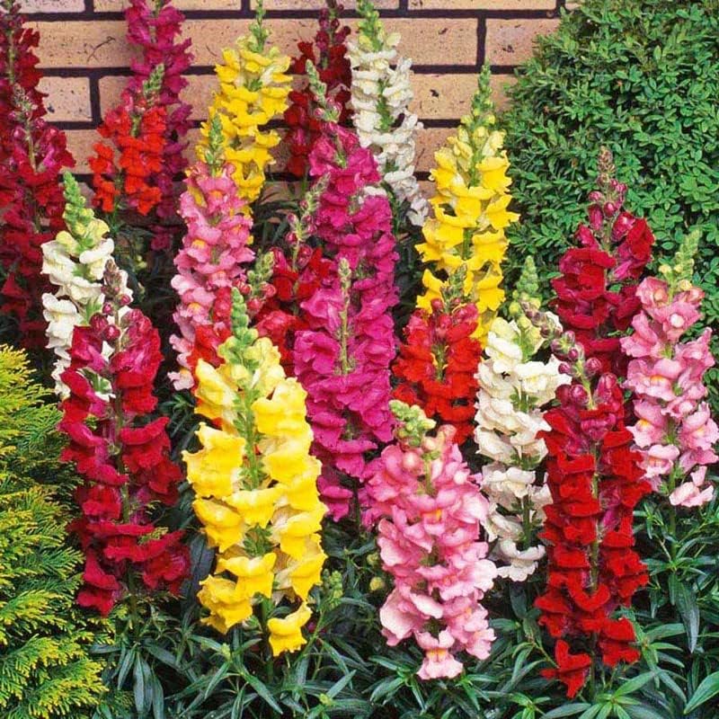 5000+ Semillas de Flores Snapdragon, No GMO, Regalos de Jardín
