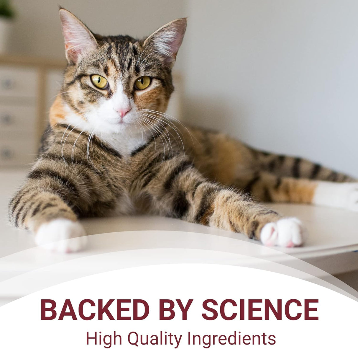 Carpeta dietética de fosfato + suplemento de apoyo renal