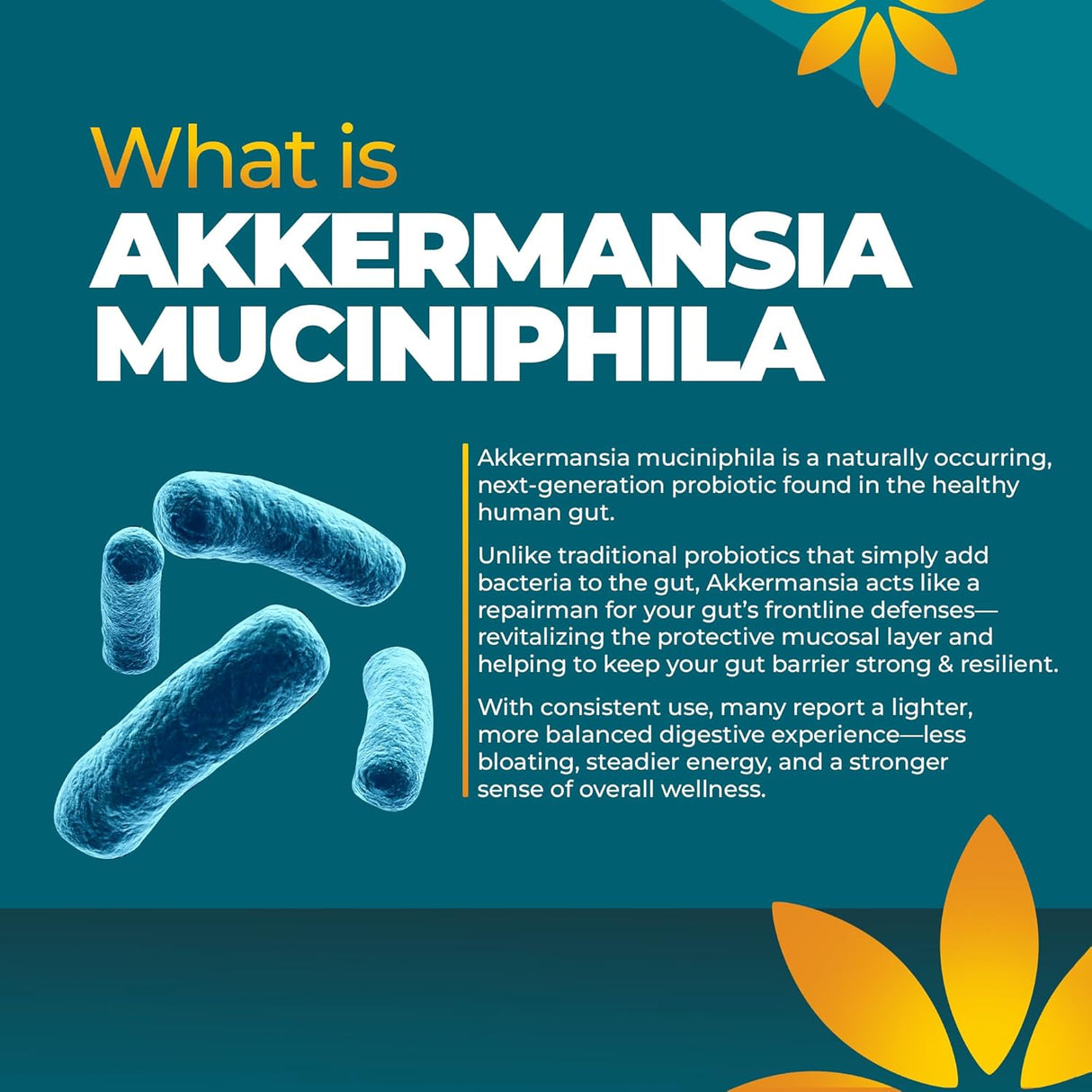 Akkermansia Probiótico, Apoyo Digestivo y Microbioma, 1B AFUs, 30 caps