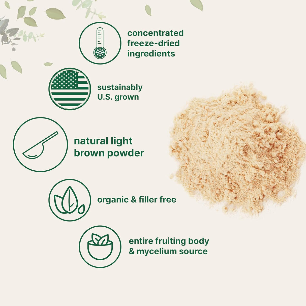 Suplemento Polvo de extracto 50:1 de hongo de melena de león